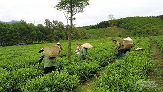 Giải pháp nâng tầm phát triển cây chè tỉnh Bắc Kạn