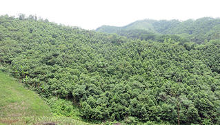 Bắc Kạn nỗ lực đạt mục tiêu trồng 1 tỷ cây xanh chống biến đổi khí hậu