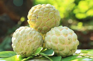 Loại quả được trồng trên núi đá, nức tiếng thơm ngon của Thái Nguyên 