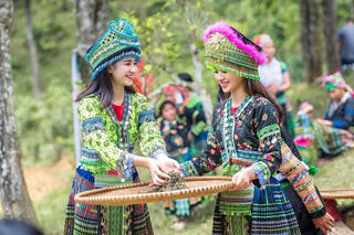 Sản vật 'tinh hoa' của Yên Bái, cây có tuổi đời lên đến 300 năm