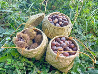 Nỗ lực phát triển thương hiệu đặc sản nổi tiếng hạt dẻ Trùng Khánh