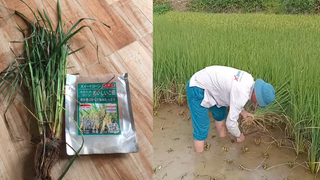 Hơn 300 hộ dân mất trắng vụ xuân vì giống lúa 'lạ'