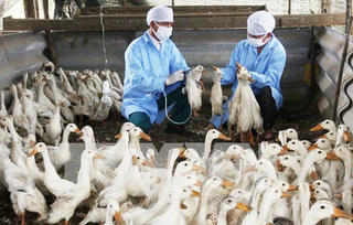 Bản tin tối 29/10: Hà Nội yêu cầu hạn chế chăn nuôi nhỏ lẻ trong khu dân cư 