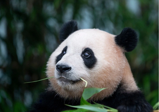 Điểm tin Showbiz 25/04: Hàn Quốc làm phim về gấu trúc Fu Bao 