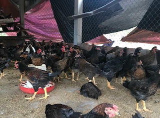 Quảng Ngãi xử lý ổ dịch cúm A/H5N8 ở đàn gà 2.000 con 