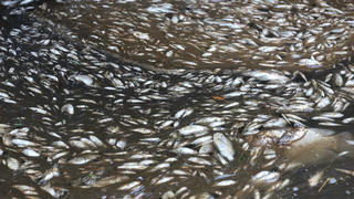 Phát hiện cá chết hàng loạt, bốc mùi hôi thối ở mương thoát nước Ba La tại Quảng Nam