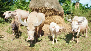 Kinh ngạc với đàn trâu trắng muốt từ đầu đến chân, được định giá gần 200 triệu đồng ở Quảng Nam