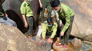 Kiểm lâm Quảng Ngãi thả cá thể rùa Sa Nhân quý hiếm về tự nhiên