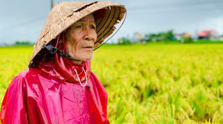 Nông dân Quảng Ngãi “khóc ròng” vì hàng ngàn ha lúa ngã đổ sau mưa lớn 
