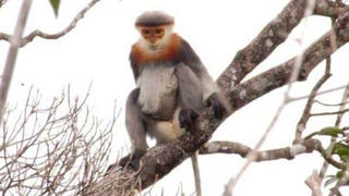 Quảng Nam: Bảo tồn Voọc Chà vá chân xám tại huyện Núi Thành