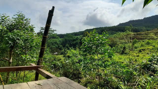 Quảng Ngãi tăng cường các biện pháp cấp bách về phòng cháy, chữa cháy rừng