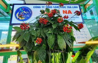 Độc đáo nơi 'hội tụ' tinh hoa sâm Ngọc Linh