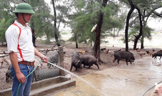 Lợn bản “xuống biển”