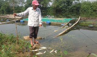 Huế: Cá trên sông Bồ chết hàng loạt do thiếu ô xi