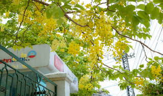 Rực rỡ hoa Hoàng Yến tháng 6 ở Huế