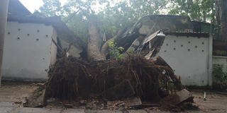 Xà cừ bật gốc đè sập nhà trong công viên Tao Đàn