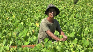 Triệu phú cù nèo