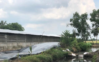 Vụ “Người dân khốn khổ vì trại heo xả thải thẳng ra kênh”: Ngành chức năng quyết liệt xử lý 