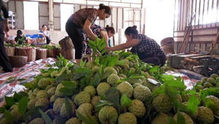 Lạng Sơn chú trọng sản xuất na theo hướng an toàn