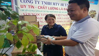 Nỗ lực đưa Sâm Ngọc Linh thành cây chủ lực phát triển kinh tế Quảng Nam