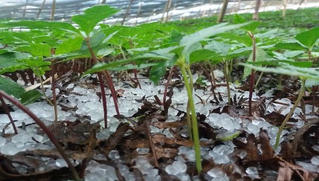 Mưa đá lần đầu tiên xuất hiện tại Si Ma Cai