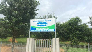Macca Nutrition Việt Nam: Nỗ lực phát triển vùng nguyên liệu cây mắc ca lên 5.000ha vào năm 2025