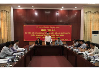 Lai Châu tìm hướng phát triển cây dược liệu thành nghề có thế mạnh