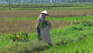 Làm gì để nông dân không... chán ruộng?