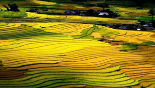 Mùa vàng trên đỉnh Sapa