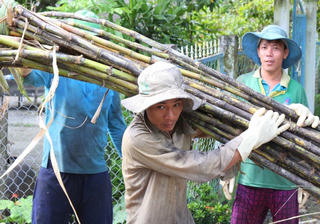 Mía đắng