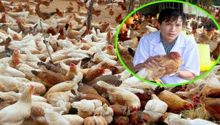 Chàng kỹ sư 9X bỏ phố về quê nuôi gà thảo dược