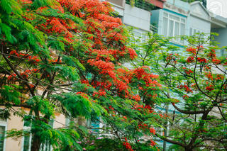 Xao xuyến hoa tháng năm
