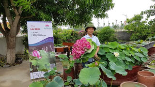 Thạc sĩ Làng Sen chọn sen để khởi nghiệp