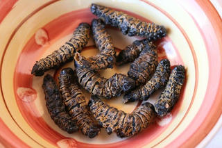 Sởn gai ốc món đặc sản sâu bướm Mopane của Nam Phi 