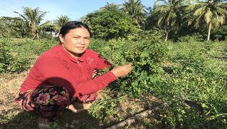 Thuốc quý quanh ta - (Bài 1): Xu hướng lựa chọn dược liệu xanh, nguồn gốc sạch từ thiên nhiên