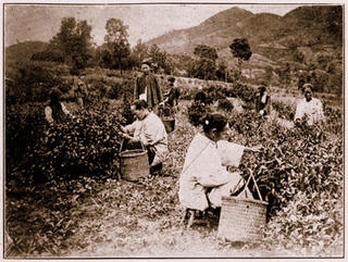 Huyền thoại Trà Mã cổ đạo - (Kỳ 9): “Vua trà” 1700 tuổi