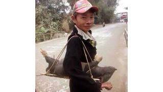 Những món ăn khoái khẩu được chế biến từ lợn “cắp nách” Sapa