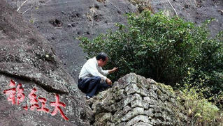 Loại trà đắt hơn vàng, mỗi hớp nước đáng giá cả ngàn đô