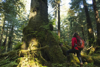 Những bước “chuyển mình” của rừng quốc gia Tongass xứ Alaska 