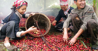 Nhớ hương vị tò ho của núi rừng Tây Bắc