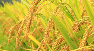 Học cách cúi đầu để biết ngẩng cao đầu