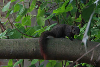 Ngẫm ngợi nơi gác nhỏ: Tiếng nói từ thiên nhiên