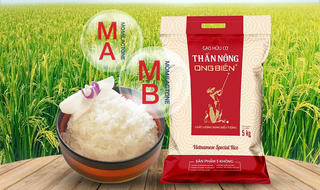 Những "hạt Ngọc Trời” mang tên Ong Biển