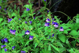 Hoa bồ bồ tím ngát 