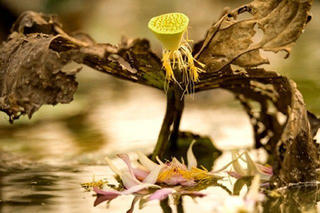 Thơ Thiền Việt Nam (Bài 7): Tuệ Trung Thượng Sĩ luận về chuyện sống chết