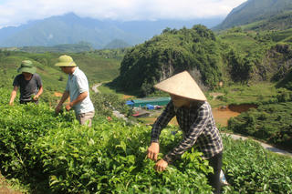 Tam Đường khởi sắc từ màu xanh bát ngát của cây chè