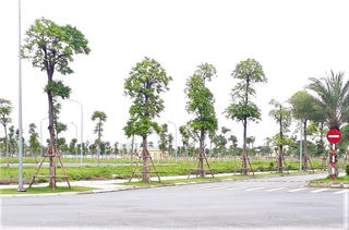 Hệ lụy khôn lường phía sau chiêu “lướt sóng” đất nền đấu giá