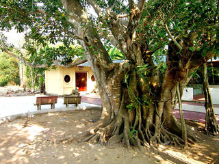 Giai thoại về “Cây đa bến ngự” nơi chúa Nguyễn từng đóng binh ở Đồng Tháp