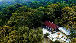 Rừng lim ngàn năm báu vật của làng