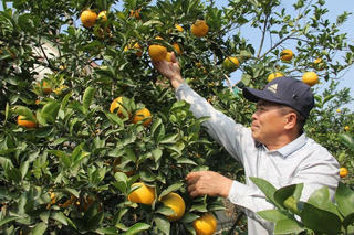 Cam “tiến vua” xứ Nghệ có giá trăm nghìn đồng mỗi quả vẫn hút khách dịp Tết